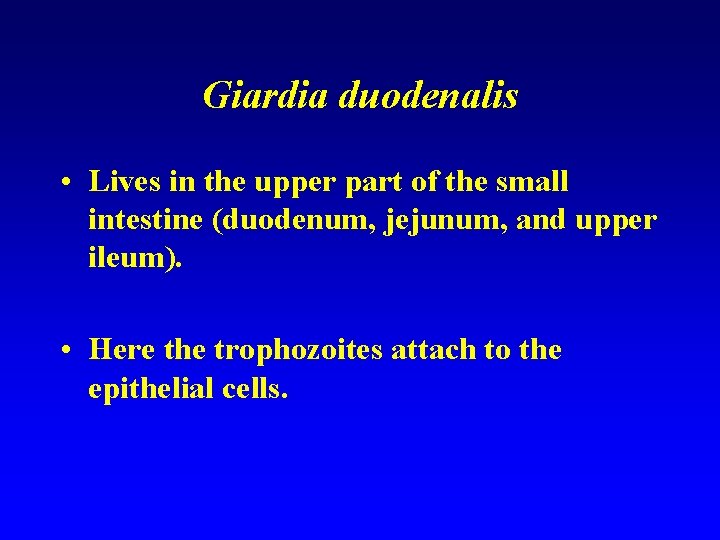 Giardia duodenalis • Lives in the upper part of the small intestine (duodenum, jejunum,