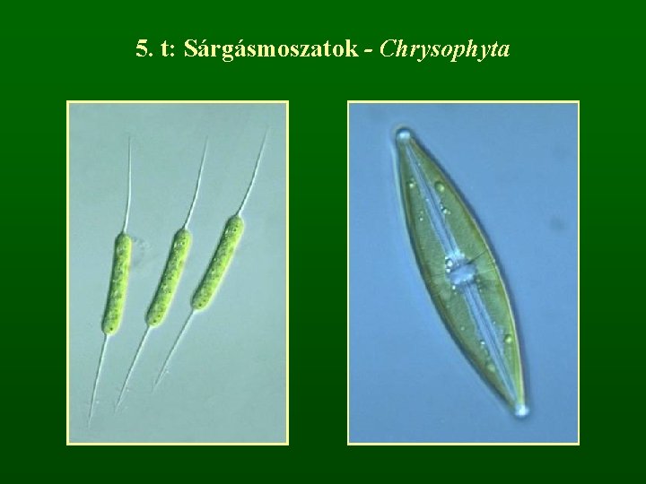 5. t: Sárgásmoszatok - Chrysophyta 