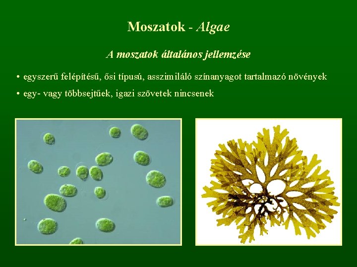 Moszatok - Algae A moszatok általános jellemzése • egyszerű felépítésű, ősi típusú, asszimiláló színanyagot