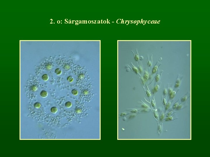2. o: Sárgamoszatok - Chrysophyceae 
