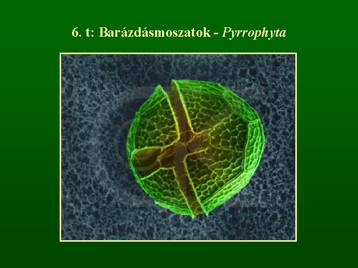 6. t: Barázdásmoszatok - Pyrrophyta 