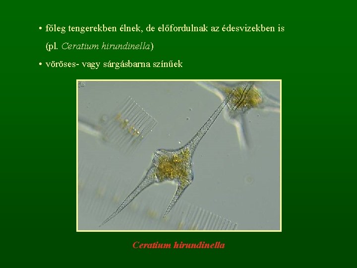  • főleg tengerekben élnek, de előfordulnak az édesvizekben is (pl. Ceratium hirundinella) •