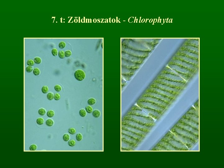 7. t: Zöldmoszatok - Chlorophyta 