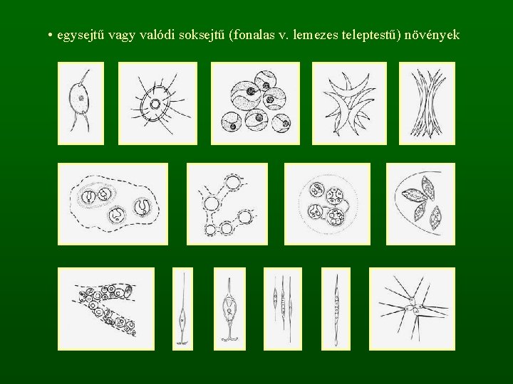  • egysejtű vagy valódi soksejtű (fonalas v. lemezes teleptestű) növények 
