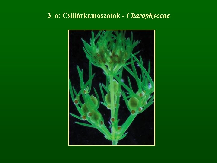 3. o: Csillárkamoszatok - Charophyceae 