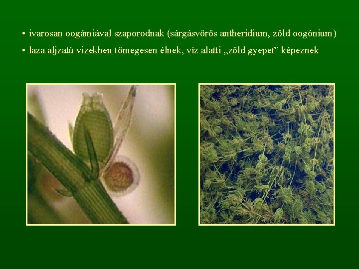  • ivarosan oogámiával szaporodnak (sárgásvörös antheridium, zöld oogónium) • laza aljzatú vizekben tömegesen