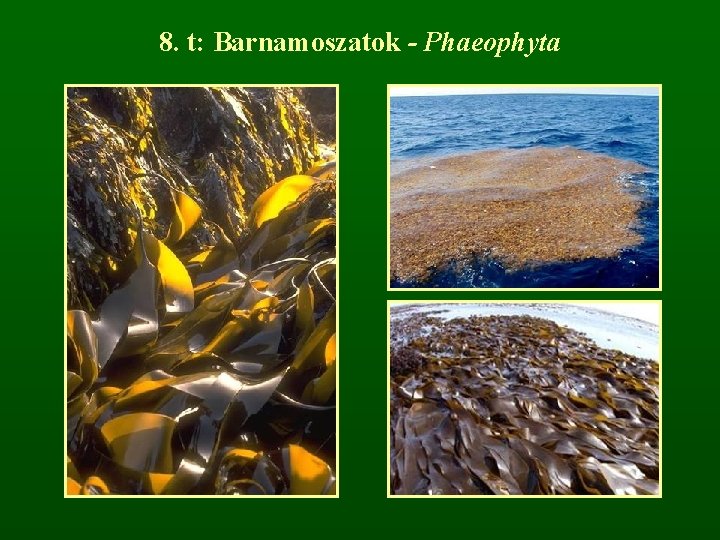 8. t: Barnamoszatok - Phaeophyta 