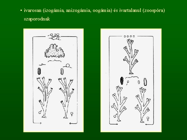  • ivarosan (izogámia, anizogámia, oogámia) és ivartalanul (zoospóra) szaporodnak 