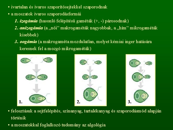  • ivartalan és ivaros szaporítósejtekkel szaporodnak • a moszatok ivaros szaporodásformái 1. izogámia