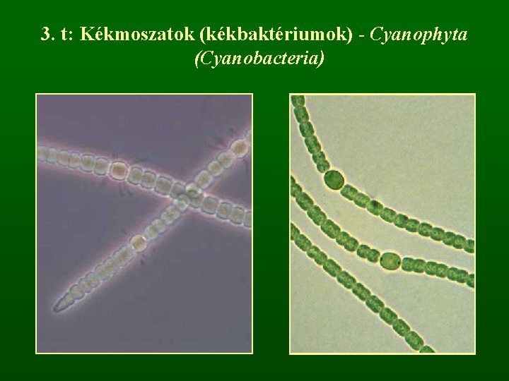 3. t: Kékmoszatok (kékbaktériumok) - Cyanophyta (Cyanobacteria) 