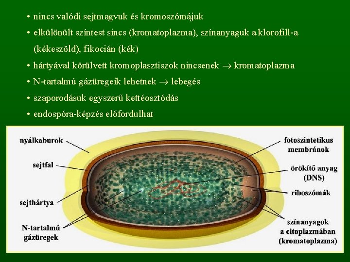  • nincs valódi sejtmagvuk és kromoszómájuk • elkülönült színtest sincs (kromatoplazma), színanyaguk a