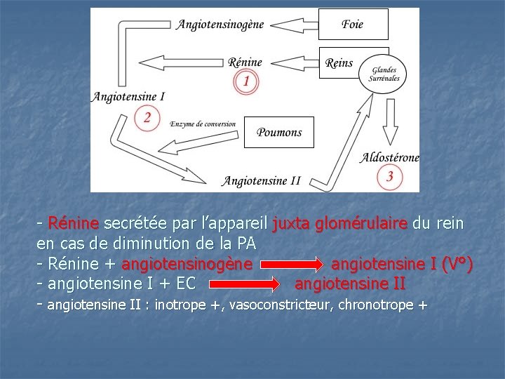 - Rénine secrétée par l’appareil juxta glomérulaire du rein en cas de diminution de