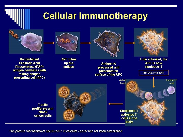 Cellular Immunotherapy Recombinant Prostatic Acid Phosphatase (PAP) antigen combines with resting antigen presenting cell