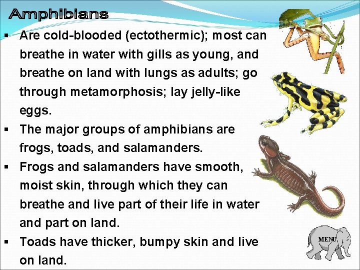 § Are cold-blooded (ectothermic); most can breathe in water with gills as young, and