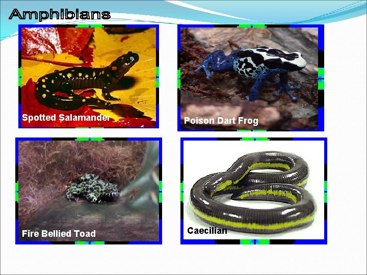 Spotted Salamander Fire Bellied Toad Poison Dart Frog Caecilian 