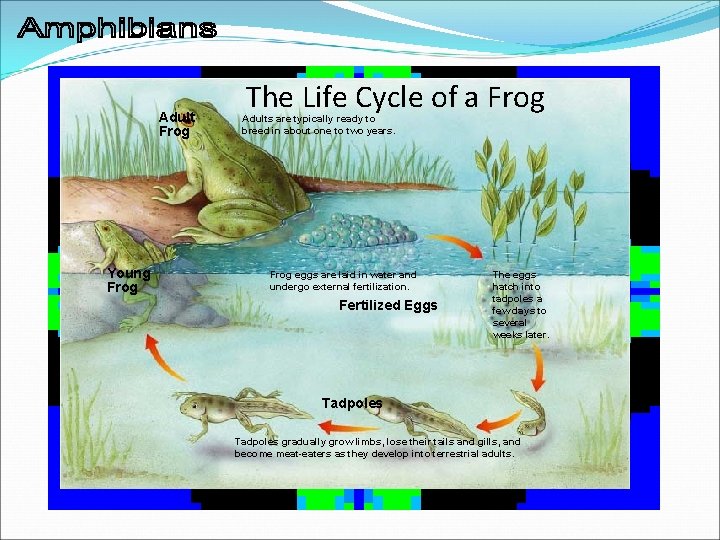 Adult Frog Young Frog The Life Cycle of a Frog Adults are typically ready