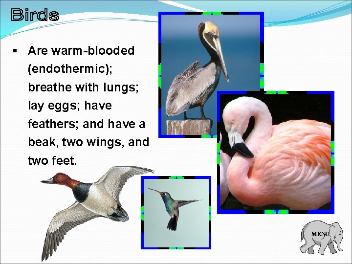 § Are warm-blooded (endothermic); breathe with lungs; lay eggs; have feathers; and have a