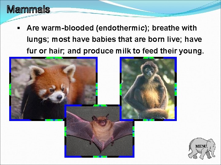 § Are warm-blooded (endothermic); breathe with lungs; most have babies that are born live;