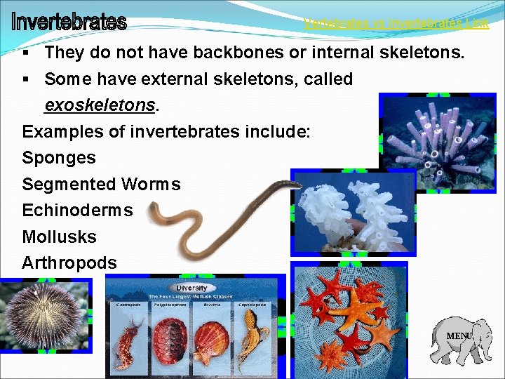 Vertebrates vs Invertebrates Link § They do not have backbones or internal skeletons. §