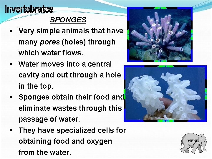 SPONGES § Very simple animals that have many pores (holes) through which water flows.