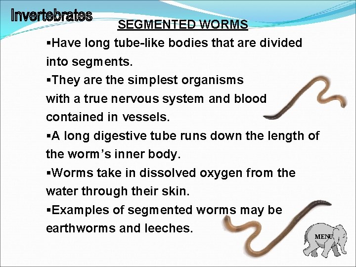 SEGMENTED WORMS §Have long tube-like bodies that are divided into segments. §They are the