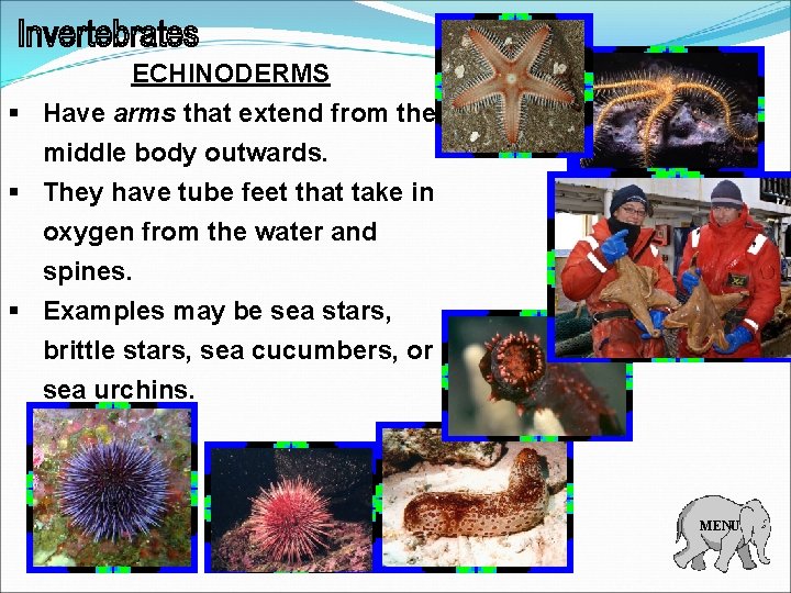 ECHINODERMS § Have arms that extend from the middle body outwards. § They have