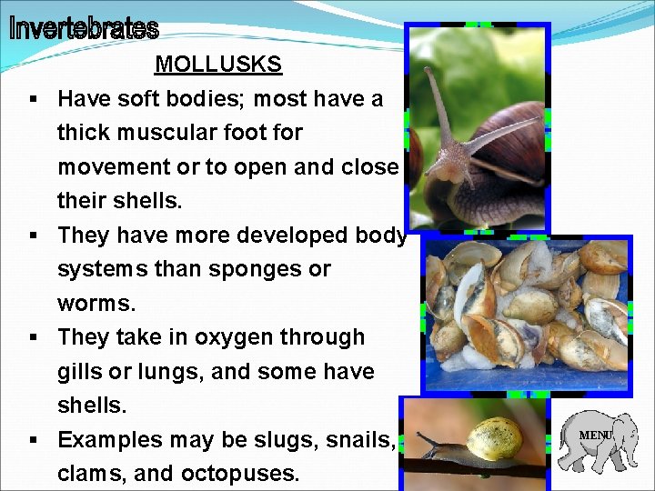 MOLLUSKS § Have soft bodies; most have a thick muscular foot for movement or