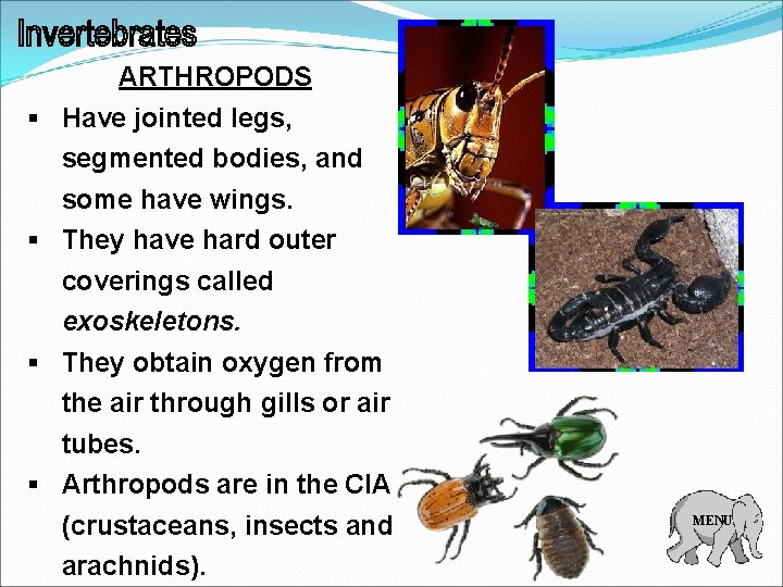 ARTHROPODS § Have jointed legs, segmented bodies, and some have wings. § They have