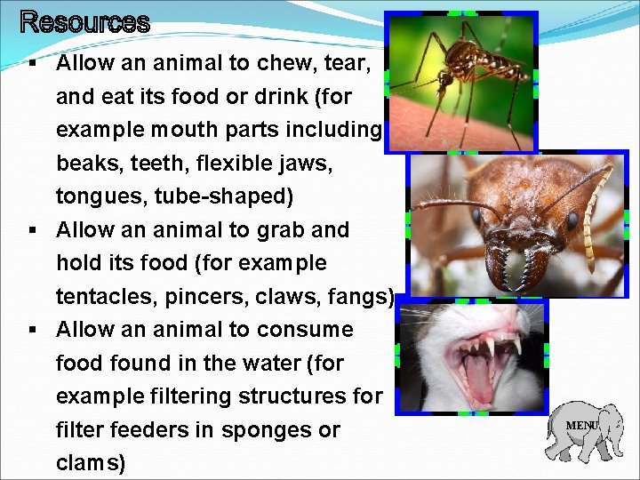 § Allow an animal to chew, tear, and eat its food or drink (for