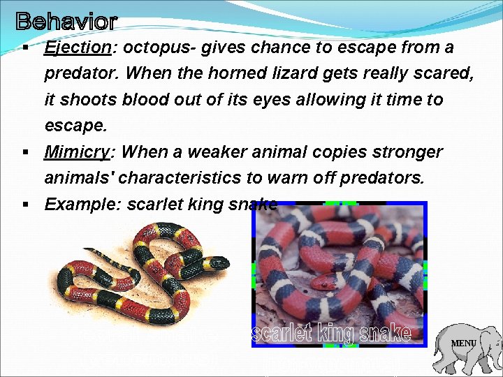 § Ejection: octopus- gives chance to escape from a predator. When the horned lizard