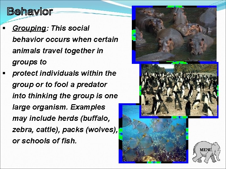 § Grouping: This social behavior occurs when certain animals travel together in groups to