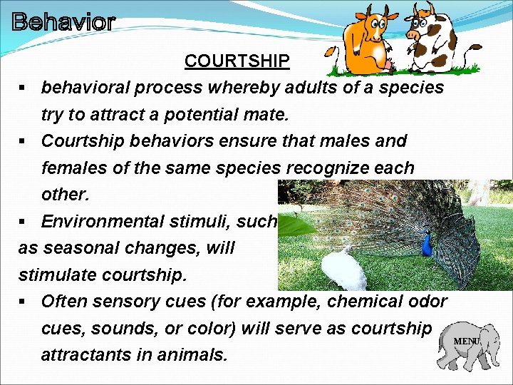 COURTSHIP § behavioral process whereby adults of a species try to attract a potential