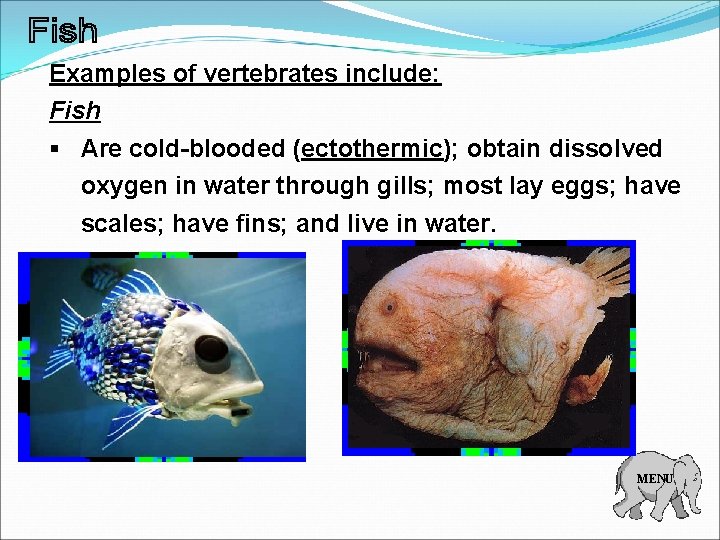 Examples of vertebrates include: Fish § Are cold-blooded (ectothermic); obtain dissolved oxygen in water
