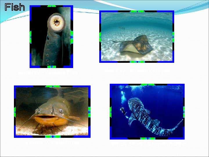 Lamprey – Jawless Fish Catfish - Osteichthyes Sea Ray - Chondrichthyes Whale Shark -