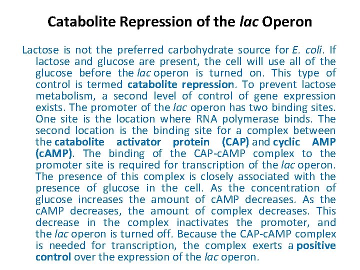 Catabolite Repression of the lac Operon Lactose is not the preferred carbohydrate source for