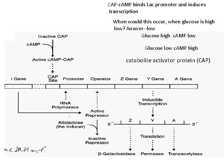 CAP-c. AMP binds Lac promoter and induces transcription When would this occur, when glucose