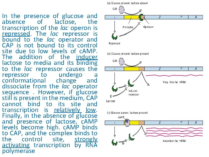 In the presence of glucose and absence of lactose, the transcription of the lac