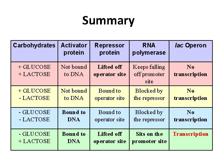 Summary Carbohydrates Activator protein Repressor protein RNA polymerase lac Operon + GLUCOSE + LACTOSE