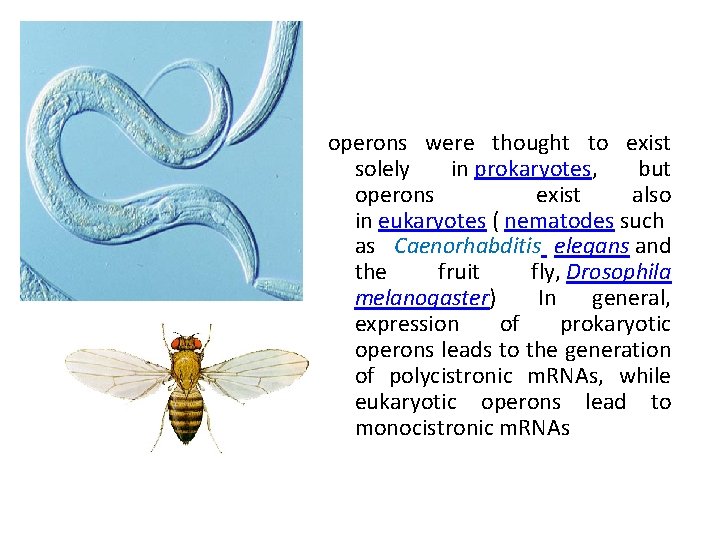 operons were thought to exist solely in prokaryotes, but operons exist also in eukaryotes