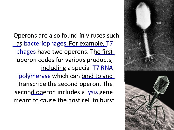 Operons are also found in viruses such as bacteriophages. For example, T 7 phages