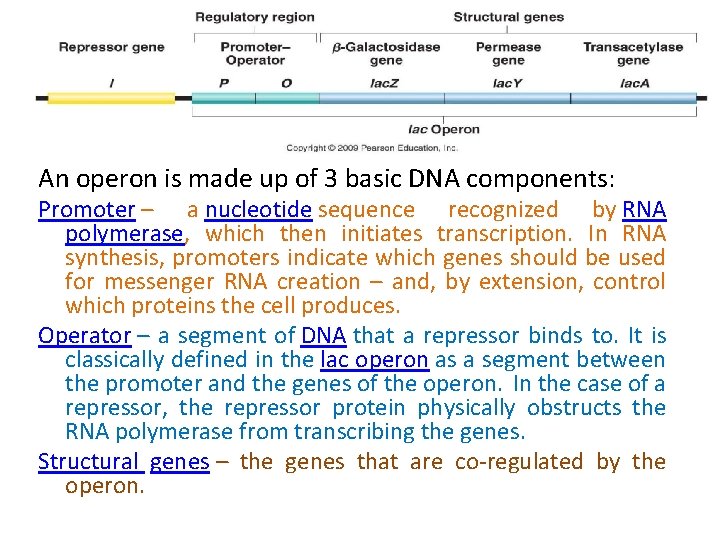 An operon is made up of 3 basic DNA components: Promoter – a nucleotide