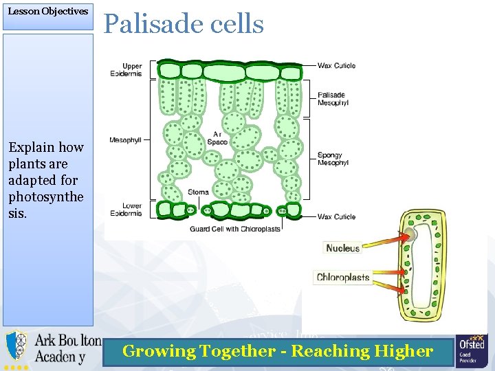Lesson Objectives Palisade cells Explain how plants are adapted for photosynthe sis. Growing Together