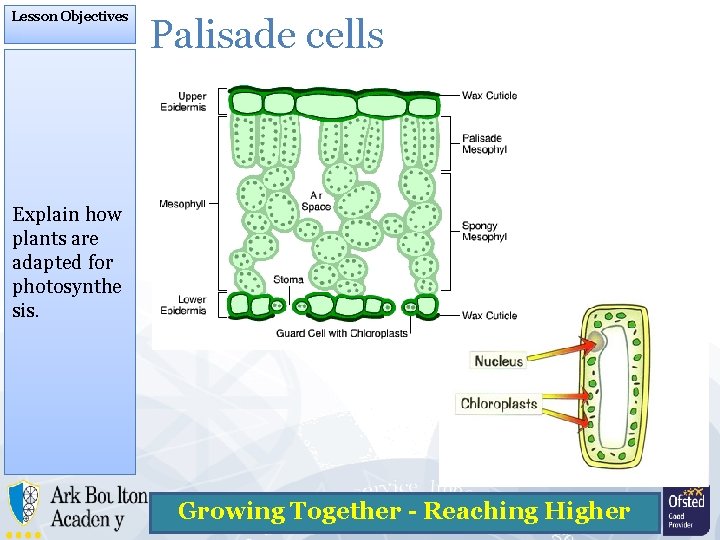 Lesson Objectives 12 March 2021 Plant Tissues And Lesson Objectives 12 March 2021 Plant Tissues And