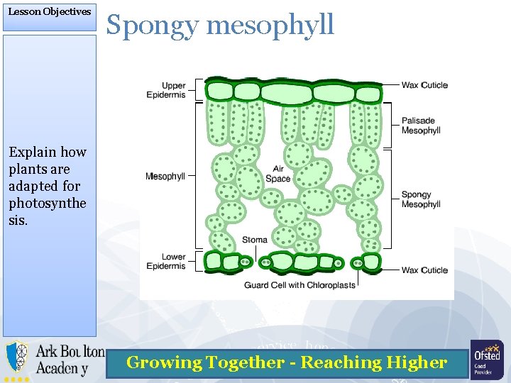 Lesson Objectives Spongy mesophyll Explain how plants are adapted for photosynthe sis. Growing Together