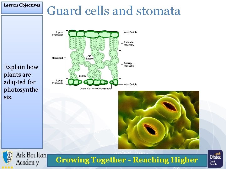 Lesson Objectives Guard cells and stomata Explain how plants are adapted for photosynthe sis.