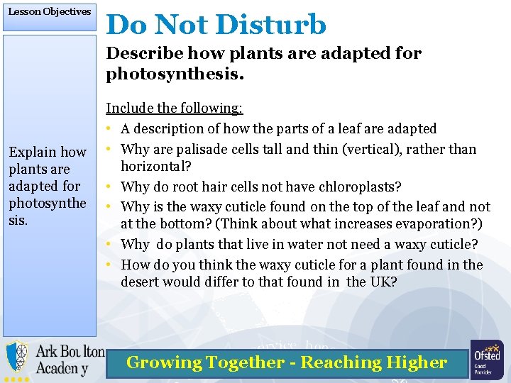Lesson Objectives Do Not Disturb Describe how plants are adapted for photosynthesis. Explain how