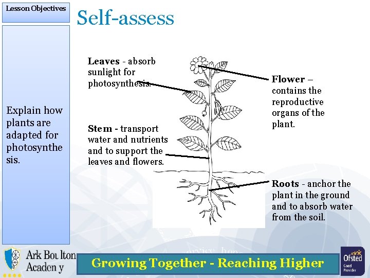 Lesson Objectives Self-assess Leaves - absorb sunlight for photosynthesis. Explain how plants are adapted