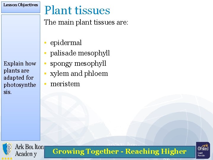 Lesson Objectives Plant tissues The main plant tissues are: • • Explain how •