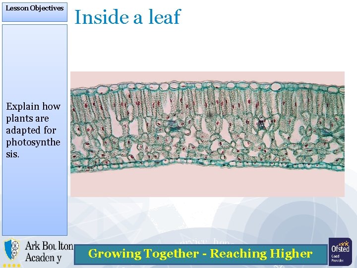 Lesson Objectives Inside a leaf Explain how plants are adapted for photosynthe sis. Growing