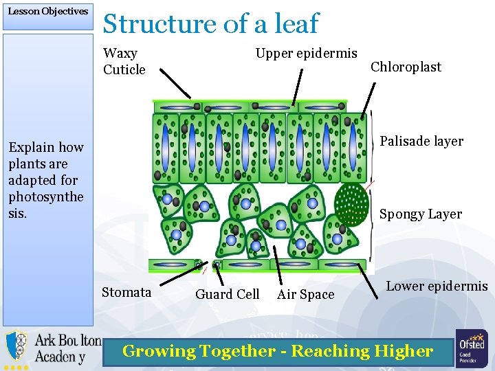 Lesson Objectives Structure of a leaf Waxy Cuticle Upper epidermis Chloroplast Palisade layer Explain